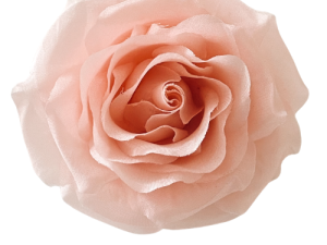 Pale pink rose bloom on white background