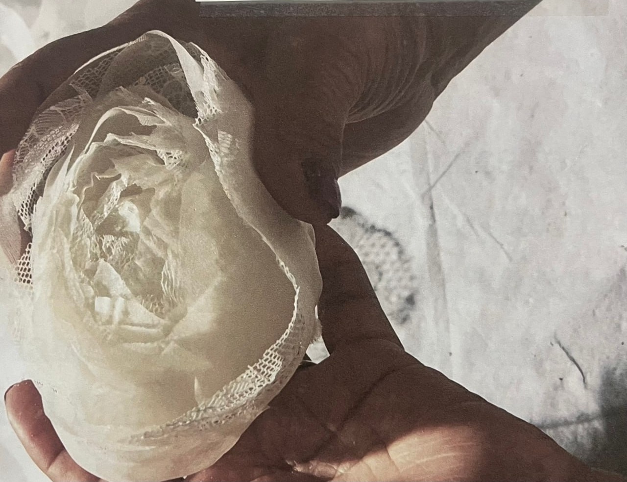 Hands holding delicate white lace rose